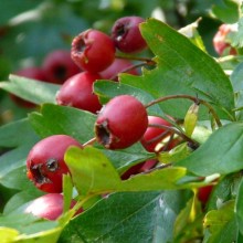 Crataegus monogyna