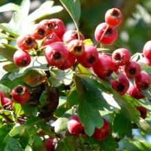 Crataegus monogyna