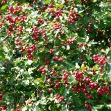 Crataegus monogyna