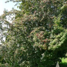 Crataegus monogyna