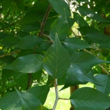 Maclura pomifera