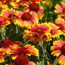 Gaillardia x grandiflora 'Arizona Sun'