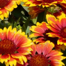 Gaillardia x grandiflora 'Arizona Sun'