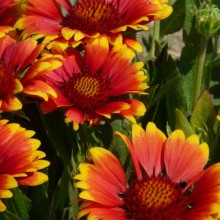Gaillardia x grandiflora 'Arizona Sun'