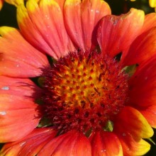 Gaillardia x grandiflora 'Arizona Sun'