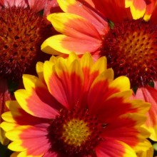 Gaillardia x grandiflora 'Arizona Sun'