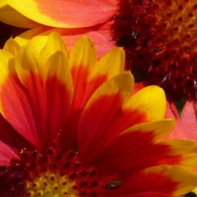 Gaillardia x grandiflora 'Arizona Sun'