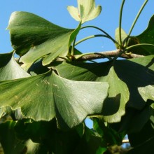 Ginkgo biloba