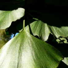 Ginkgo biloba | list