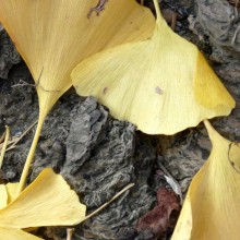 Ginkgo biloba | list