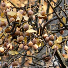 Ginkgo biloba | plod