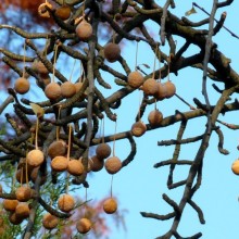 Ginkgo biloba | plod