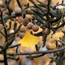 Ginkgo biloba | plod