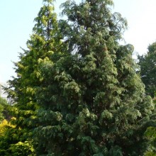 Chamaecyparis lawsoniana 'Glauca Super'