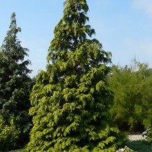 Chamaecyparis lawsoniana 'Golden Wonder' | habitus