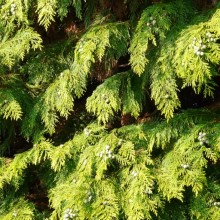 Chamaecyparis lawsoniana 'Golden Wonder'