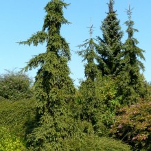 Picea abies 'Rothenhaus' | habitus