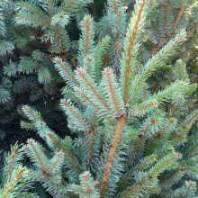 Picea mariana 'Kobold'