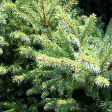 Picea mariana 'Kobold'