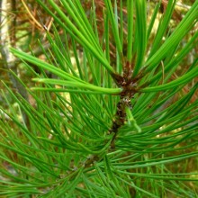 Pinus bungeana