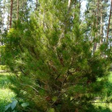 Pinus bungeana | habitus