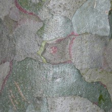 Pinus bungeana