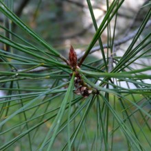 Pinus bungeana