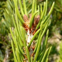 Pinus edulis | jehlice