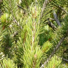 Pinus edulis | větve