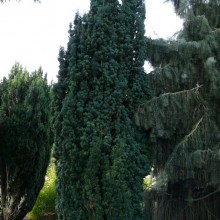 Taxus baccata 'Erecta'