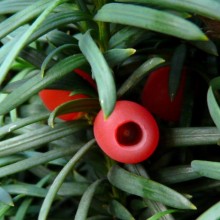 Taxus baccata 'Erecta'
