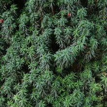 Taxus baccata 'Erecta' | větve