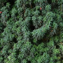 Taxus baccata 'Erecta'