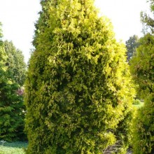 Thuja occidentalis 'Malonyana Aurea'