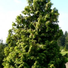 Thuja plicata 'Gracilis Aurea'