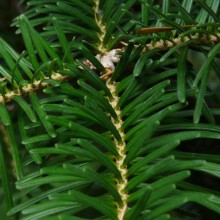 Abies homolepis | jehlice