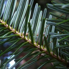 Abies homolepis | jehlice spodni strana