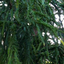 Cryptomeria japonica 'Rasen'