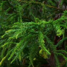 Cryptomeria japonica 'Rasen'