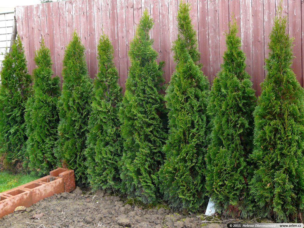 Thuja occidentalis Smaragd zerav západní