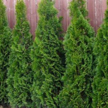 Thuja occidentalis 'Smaragd'