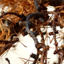 Larix kaempferi 'Diana' | letorost