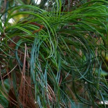 Pinus strobus 'Contorta' | jehlice