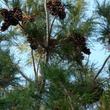 Pinus strobus 'Contorta' | šišky