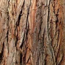 Taxodium distichum | borka