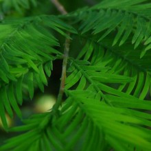 Taxodium distichum | jehlice