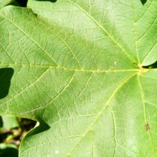 Acer opalus | list