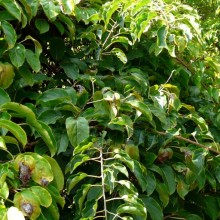 Actinidia arguta | habitus