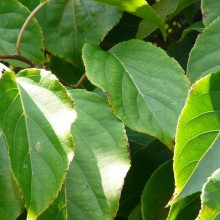 Actinidia arguta | list