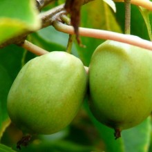 Actinidia arguta | plody